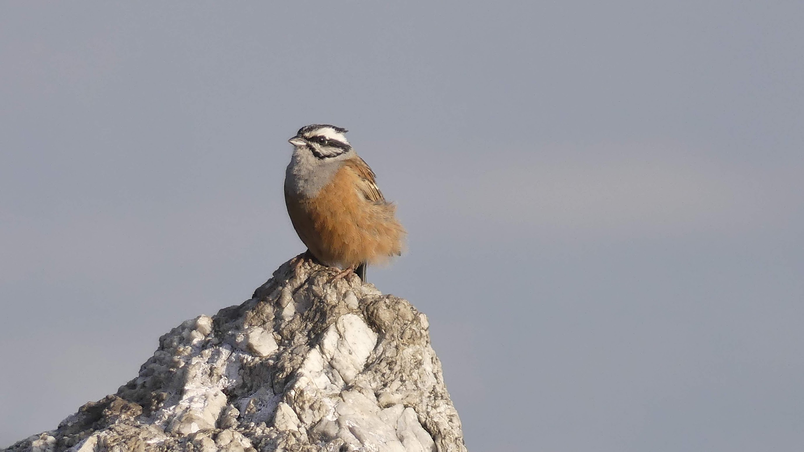 Red-vented Bulbul perched on a branch